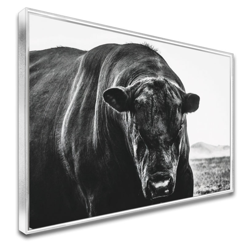 Quadro Boi Black Angus