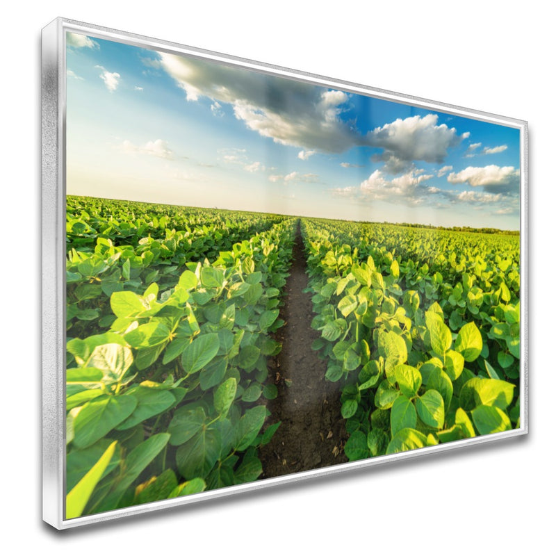 Quadro Lavoura Campo Soja Verde