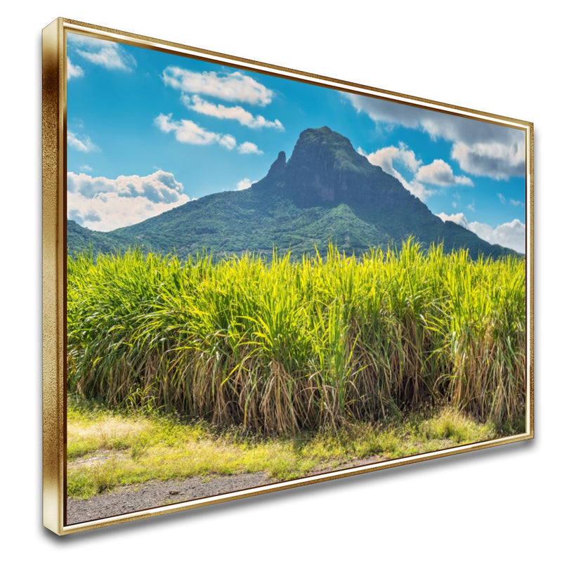 Quadro Lavoura De Cana De Açucar