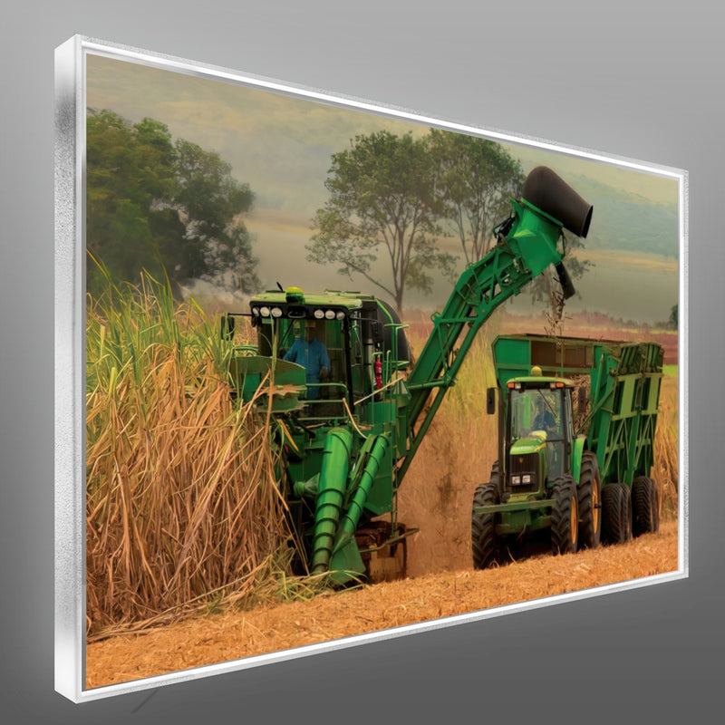 Quadro Colheita De Canavial